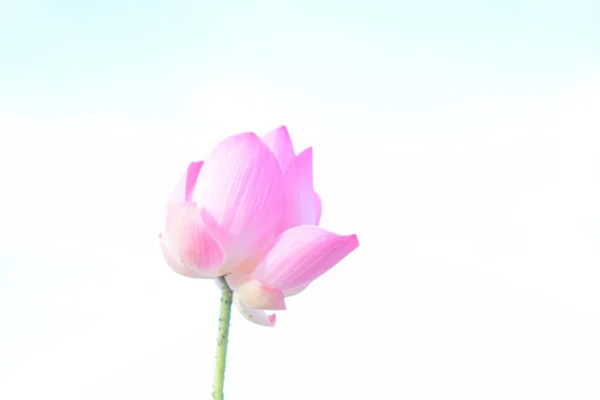 Ροζ Λουλούδι Λωτού Λευκό Φόντο — Φωτογραφία Αρχείου