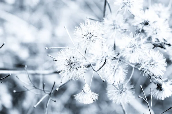 Arka plan için doğaya yayılmış bulanık çimenler, siyah ve beyaz vintage filtre.