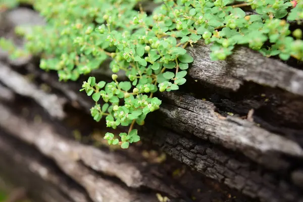 Ağaçta yeşil yosun