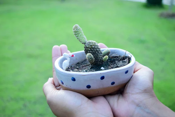 Una Mano Con Pequeño Cactus — Foto de Stock