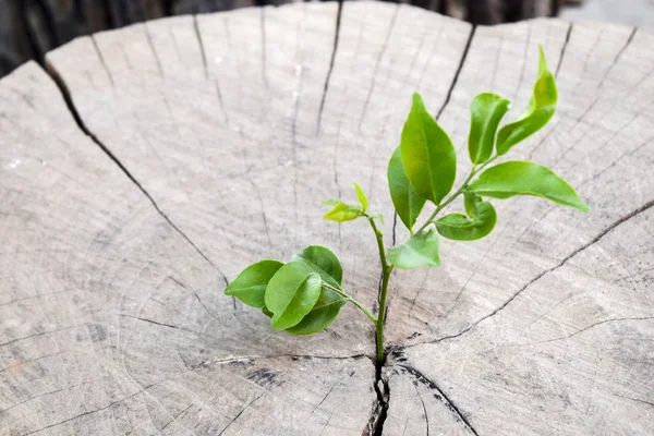 Kereste üzerinde yeni bir yaşam, gövde ağacının ortasında güçlü bir tohum büyüyen bir gelecek inşa etmek için destek kavramı..