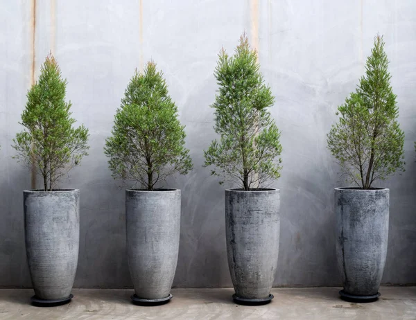 Çimento duvar dekorasyonu, saksı fabrikasında küçük ağaçlar, modern ev dekorasyonu, uzun beton kaplar.