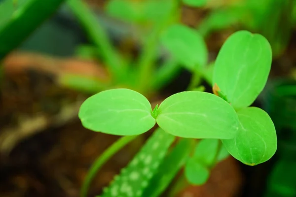 Plante Verte Dans Jardin — Photo