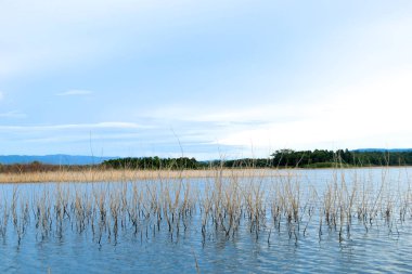 Nehir kıyısındaki çimenler ve dağlar