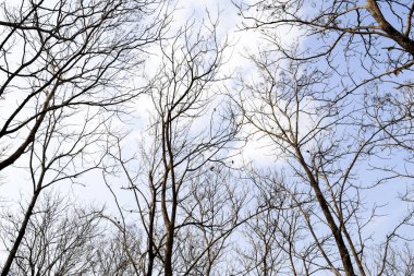 Sonbaharda kuru meşe ağacı