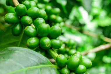 Kahve ağacının dalına yeşil kahve çekirdeklerini yakın, olgunlaşmamış meyveleri olan bir kahve ağacının dalını.