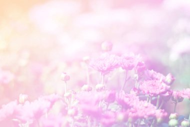 Pembe çiçek tomurcuklarıyla çiçeklerin güzel soyut tatlı rengi, arka plan için pastel renk..