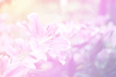 Pembe çiçek tomurcuklarıyla çiçeklerin güzel soyut tatlı rengi, arka plan için pastel renk..