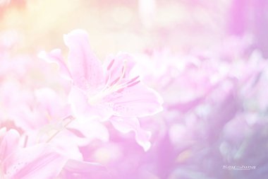 Pembe çiçek tomurcuklarıyla çiçeklerin güzel soyut tatlı rengi, arka plan için pastel renk..