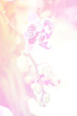 Pembe çiçek tomurcuklarıyla çiçeklerin güzel soyut tatlı rengi, arka plan için pastel renk..