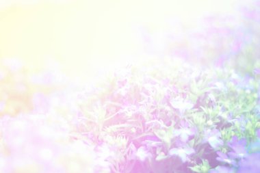 Pembe çiçek tomurcuklarıyla çiçeklerin güzel soyut tatlı rengi, arka plan için pastel renk..