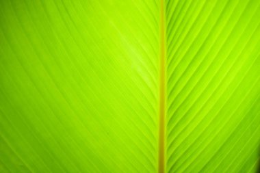 Doğayı kapat Arkaplan Yaprakları, bahçede arka planda bulanık yeşil yaprak fotokopi alanı, yeni duvar kağıdı konsepti.