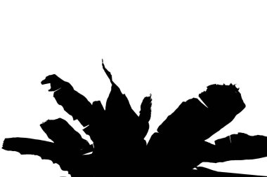 Beyaz arkaplanda muz ağacı silueti