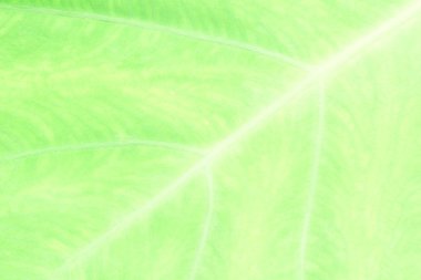 yeşil yaprak arkaplanı, kapat