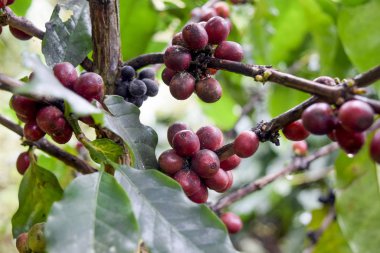 Kahve ağacının dalındaki kırmızı kahve çekirdeklerini kapatın, Chiang rai, Tayland 'daki kahve tarlalarını.