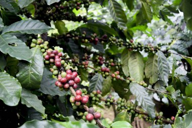 Kahve ağacının dalındaki kırmızı kahve çekirdeklerini kapatın, Chiang rai, Tayland 'daki kahve tarlalarını.