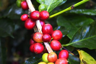 Kahve ağacının dalındaki kırmızı kahve çekirdeklerini kapatın, Chiang rai, Tayland 'daki kahve tarlalarını.