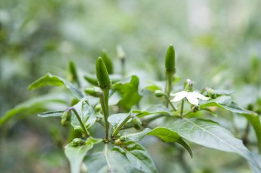 Kırmızı biber çiçeğini kapat.
