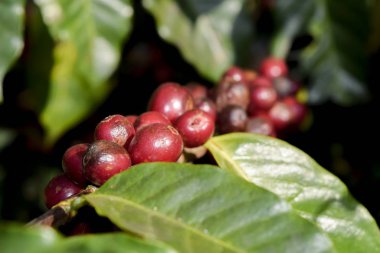 Kahve ağacının dalındaki kırmızı kahve çekirdeklerini kapatın, Chiang rai, Tayland 'daki kahve tarlalarını.