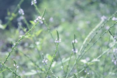 Yabani çiçek arkaplanını kapat, arkaplan için gradyan içeren renkli çiçek çimleri bulanık stil kartpostal.Kartpostal.