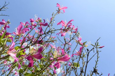 Dağ Abanozu, Orkide Ağacı, Mor Bauhinia Kışın mavi gökyüzü