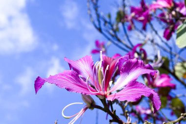 Dağ Abanozu, Orkide Ağacı, Mor Bauhinia Kışın mavi gökyüzü