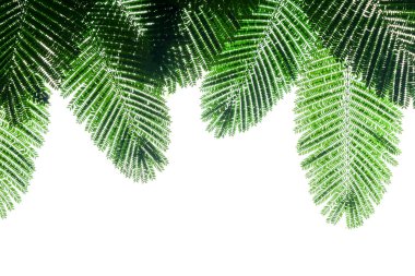 beyaz arkaplanda yeşil yapraklar