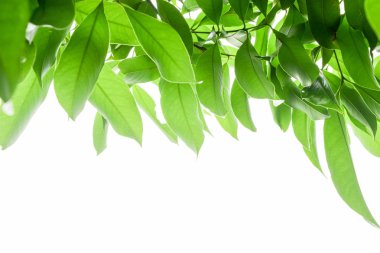 beyaz arkaplanda yeşil yapraklar