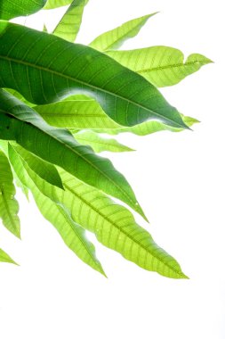 beyaz arkaplanda yeşil yapraklar