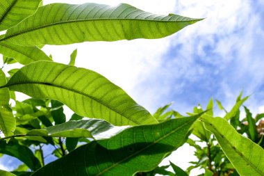 Arkaplan ya da duvar kağıdı olarak kullanılan yeşil yaprağın doğa görünümünü kapat.