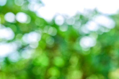 Bokeh ile bulanık izin, Işık Bokeh Arkaplanlı Yeşil Yaprak.