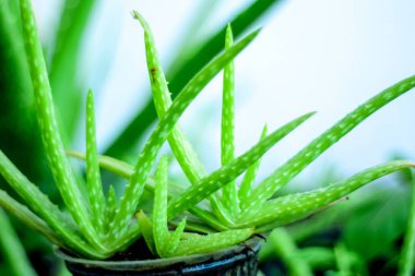 Taze aloe vera yaprakları, tropikal yeşil bitkiler