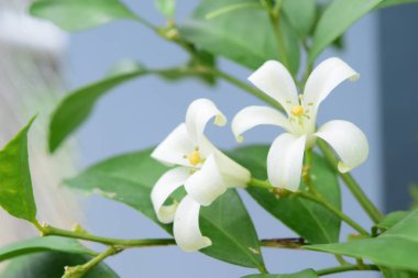 Güzel çiçekler kapanıyor.