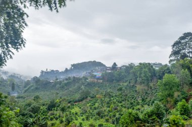 Dağdaki ağaç manzarası