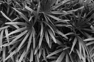 Tropikal yaprak dokusu, palmiye yaprakları yeşil arka plan