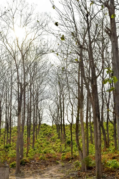 Dry Teak Tree Autumn — Stock Photo, Image