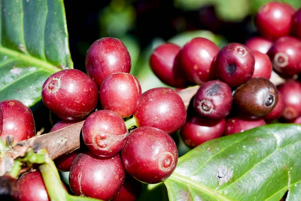 Kahve ağacının dalındaki kırmızı kahve çekirdeklerini kapatın, Chiang rai, Tayland 'daki kahve tarlalarını.
