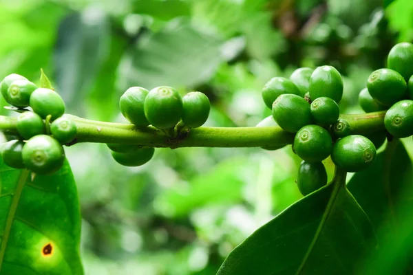 Kahve ağacının dalına yeşil kahve çekirdeklerini yakın, olgunlaşmamış meyveleri olan bir kahve ağacının dalını.