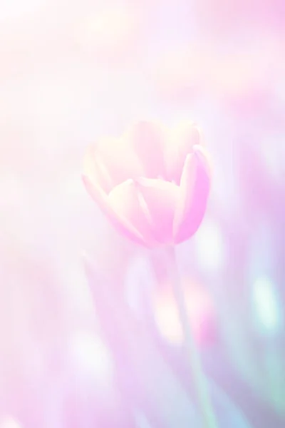 Bonita Cor Doce Abstrato Floral Com Botões Flor Rosa Estilo — Fotografia de Stock