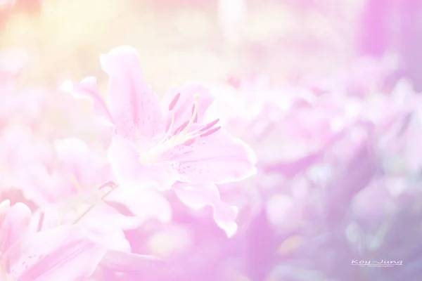 Hermoso Color Dulce Abstracto Floral Con Brotes Flores Rosas Estilo —  Fotos de Stock