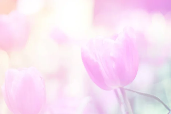 Pembe çiçek tomurcuklarıyla çiçeklerin güzel soyut tatlı rengi, arka plan için pastel renk..