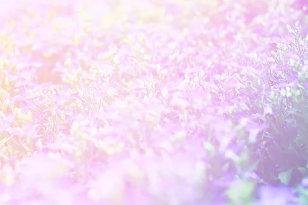 ピンクの花の蕾を持つ花の美しい抽象甘い色 背景のためのパステルカラースタイル — ストック写真