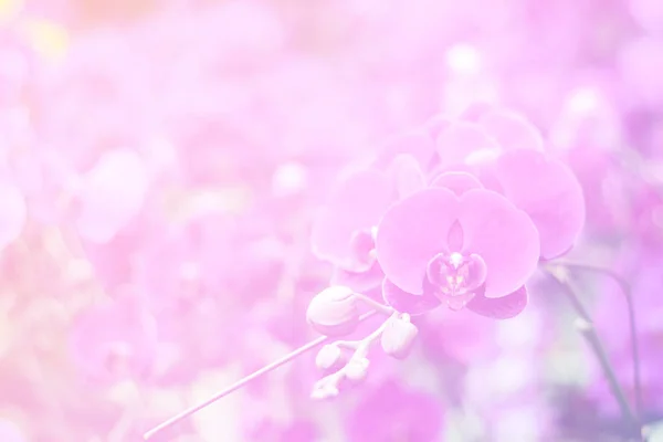 Vacker Abstrakt Söt Färg Blommor Med Rosa Blommor Knoppar Pastell — Stockfoto