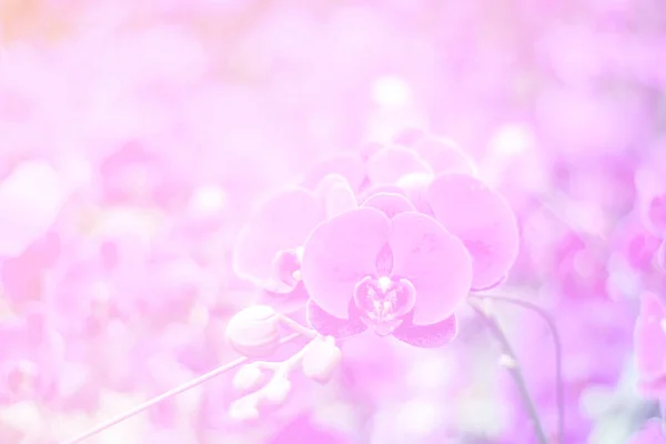 Belle Couleur Douce Abstraite Floral Avec Des Boutons Fleurs Roses — Photo