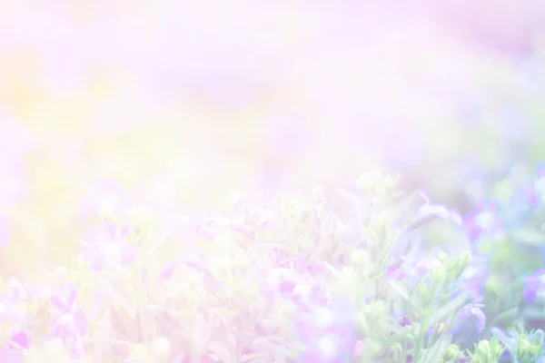 Сладкий Цвет Цветка Розовыми Цветочными Бутонами Цветовая Гамма Фона — стоковое фото