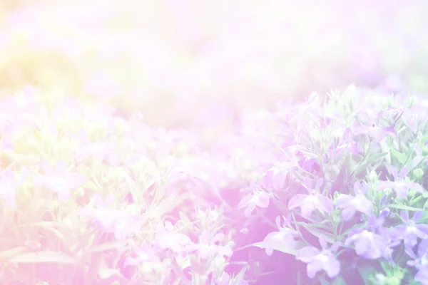 Schöne Abstrakte Süße Farbe Der Blumen Mit Rosa Blütenknospen Pastellfarbe — Stockfoto