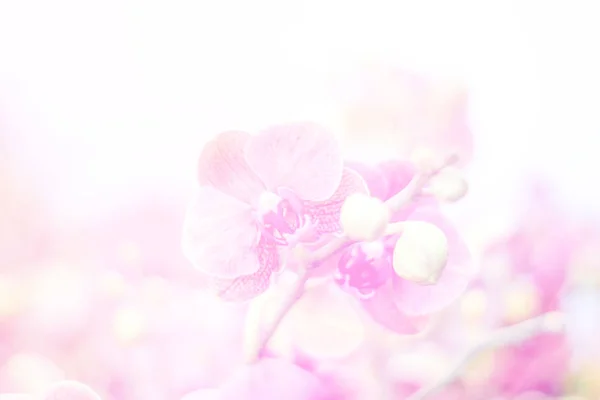 Schöne Abstrakte Süße Farbe Der Blumen Mit Rosa Blütenknospen Pastellfarbe — Stockfoto