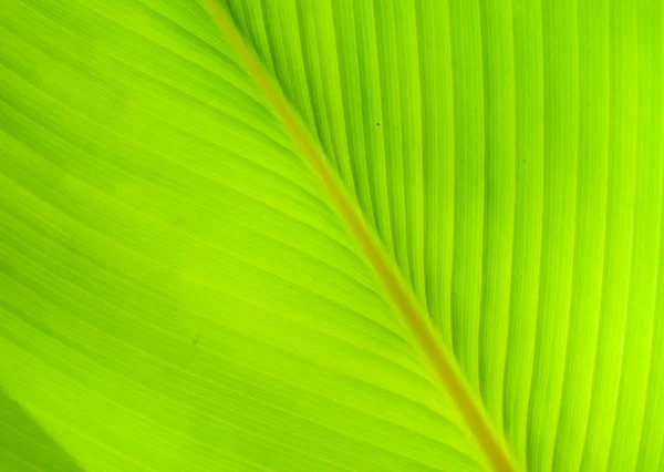 Nahaufnahme Natur Blätter Hintergrund Grünes Blatt Auf Verschwommenem Hintergrund Garten — Stockfoto
