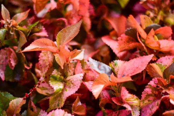 Röda Blad Tropiska Växter Naturlig Bakgrund — Stockfoto