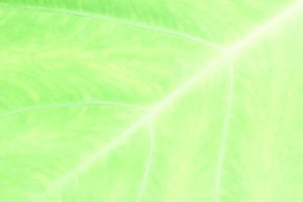 Grünes Blatt Hintergrund Nahaufnahme — Stockfoto